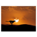 Fotografie Silhouette of cheetah running in desert, John M Lund Photography Inc, (40 x 30 cm)