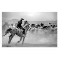 Fotografie Running Horses, Yabani atlar Mustafa, (40 x 26.7 cm)