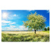 MS-5-0096 Vliesová obrazová fototapeta Blossom Tree, velikost 375 x 250 cm