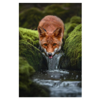 Fotografie LittleFox, Marcel Egger, 26.7 × 40 cm