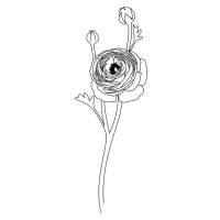 Ilustrace Ranunculus line art, Blursbyai, (26.7 x 40 cm)