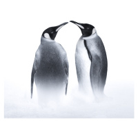 Fotografie we are King penguin, Judy, 40 × 35 cm