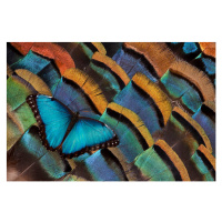 Fotografie Blue Morpho Butterfly on Oscellated Turkey Feather, Darrell Gulin, (40 x 26.7 cm)