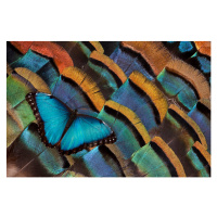 Fotografie Blue Morpho Butterfly on Oscellated Turkey Feather, Darrell Gulin, 40 × 26.7 cm