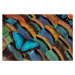 Fotografie Blue Morpho Butterfly on Oscellated Turkey Feather, Darrell Gulin, 40 × 26.7 cm