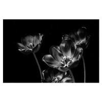 Umělecká fotografie Black and white tulips, valilung, (40 x 26.7 cm)