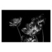 Fotografie Black and white tulips, valilung, (40 x 26.7 cm)