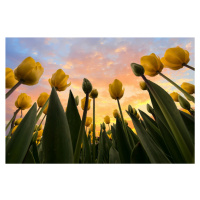 Umělecká fotografie Yellow Tulips, Merthan Kortan, (40 x 26.7 cm)
