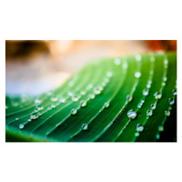 Fotografie Close up of green leaf with water drops, Miguel Horta, 40x24.6 cm