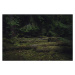 Fotografie Old coniferous forest with moss and, Schon, (40 x 26.7 cm)