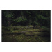 Fotografie Old coniferous forest with moss and, Schon, 40 × 26.7 cm