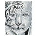 Malování podle čísel - OBRAZ PODLE VLASTNÍ FOTOGRAFIE - Umělecký styl Tygří obličej Rozměr: 40x5