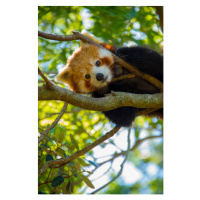 Fotografie Red Panda, NoodlePix, 26.7x40 cm