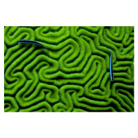 Fotografie Grooved Brain Coral, Dash Shemtoob, 40 × 26.7 cm