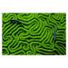 Fotografie Grooved Brain Coral, Dash Shemtoob, 40x26.7 cm