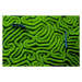 Fotografie Grooved Brain Coral, Dash Shemtoob, 40 × 26.7 cm