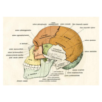 Obrazová reprodukce Lateral Diagram of the Bones of the Human Skull, 1906, German School,, 40 × 