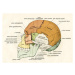 Obrazová reprodukce Lateral Diagram of the Bones of the Human Skull, 1906, German School,, 40 × 