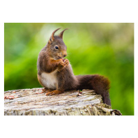 Fotografie Red Squirrel (Sciurus vulgaris), mille19, 40 × 30 cm