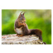 Fotografie Red Squirrel (Sciurus vulgaris), mille19, (40 x 30 cm)