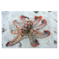 Fotografie Octopus, Barathieu Gabriel, 40 × 26.7 cm