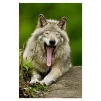 Fotografie Portrait of gray wolf yawning, Parc, Maxime Riendeau, 26.7 × 40 cm