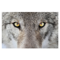 Umělecká fotografie Wolf portrait, mirceax, (40 x 26.7 cm)