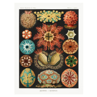 Obrazová reprodukce Ascidiae–Seescheiden, Ernst Haeckel, 30 × 40 cm