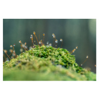 Fotografie Moss sporangia with morning dew (close-up), LITTLE DINOSAUR, 40x26.7 cm