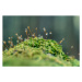 Fotografie Moss sporangia with morning dew (close-up), LITTLE DINOSAUR, 40 × 26.7 cm