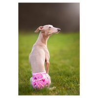 Vsepropejska Táňa hárací kalhotky pro psa Barva: Růžová, Obvod slabin (cm): 34 - 56