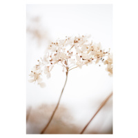 Fotografie Soft dried flower_brown, Studio Collection, 26.7x40 cm