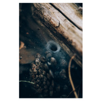 Fotografie Spider hole between wood, Javier Pardina, (26.7 x 40 cm)
