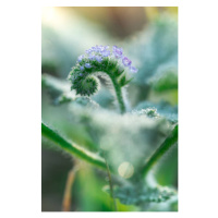 Fotografie Little grass flower with dew droplets, somnuk krobkum, 26.7 × 40 cm