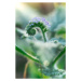 Fotografie Little grass flower with dew droplets, somnuk krobkum, 26.7 × 40 cm