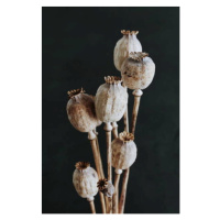 Umělecká fotografie Dried poppy heads with stem isolated on black background. Floral card. Botan