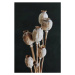 Fotografie Dried poppy heads with stem isolated on black background. Floral card. Botanical aest