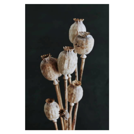 Fotografie Dried poppy heads with stem isolated on black background. Floral card. Botanical aest