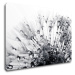 Impresi Obraz Pampeliška s kapkami vody - 90 x 60 cm