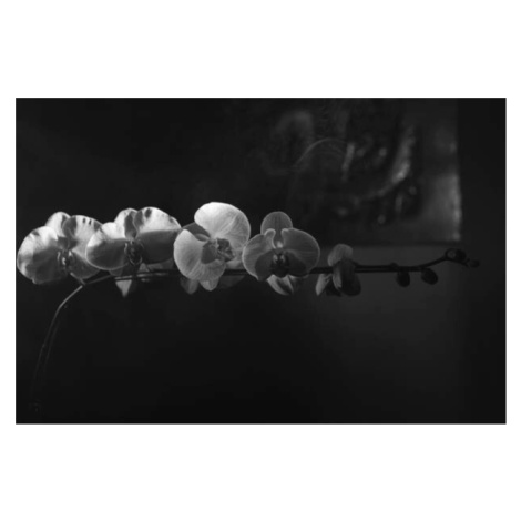 Fotografie Orchids in black and white 1, Images By Tenyo, 40 × 26.7 cm