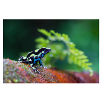 Fotografie Green and black poison dart Frog,, pchoui, 40 × 26.7 cm