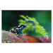 Fotografie Green and black poison dart Frog,, pchoui, 40 × 26.7 cm