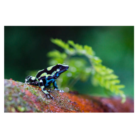 Plakát, Obraz - Green and black poison dart Frog,, pchoui, 40 × 26.7 cm
