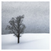 Umělecká fotografie LONELY TREE Idyllic Winterlandscape, Melanie Viola, (40 x 40 cm)