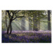 Fotografie Rays of sunlight enter this Bluebell, stevendocwra, (40 x 26.7 cm)