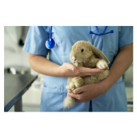 Fotografie Pet Rabbit Getting Annual Check-Up at, xavierarnau, 40 × 26.7 cm