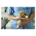 Fotografie Pet Rabbit Getting Annual Check-Up at, xavierarnau, 40 × 26.7 cm