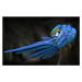 Fotografie Blue parrot, Abbas Ali Amir, (40 x 24.6 cm)