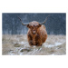 Fotografie Snowy Highland cow, Richard Guijt, 40x26.7 cm