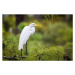 Fotografie Great Egret Perched on Branch, Troy Harrison, 40 × 26.7 cm